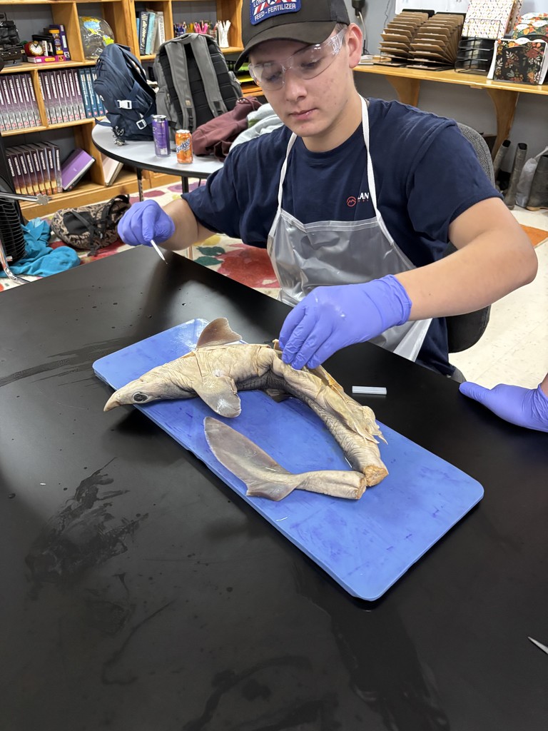 Shark Dissection