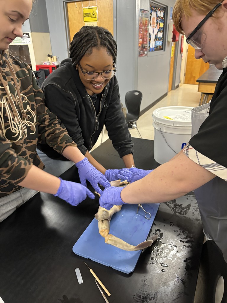 Shark Dissection
