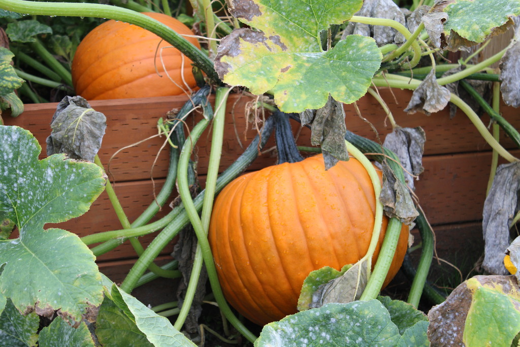 Two pumpkins on the vine