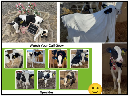 Speckles the cow photos