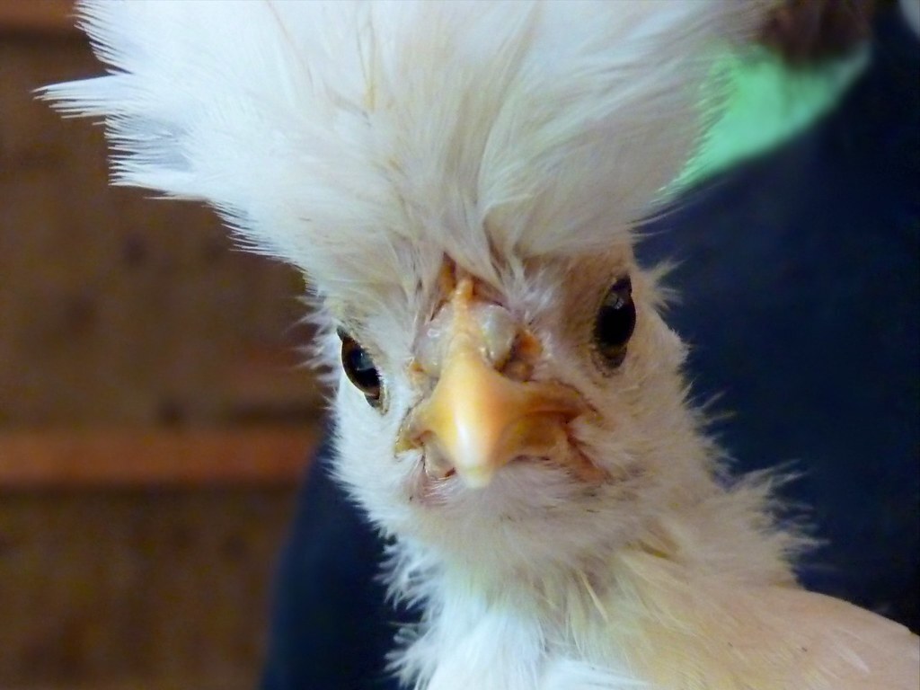 Chkn 2