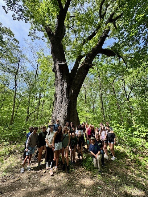Champion Cherrybark Oak