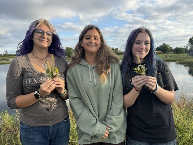 Native wildflowers