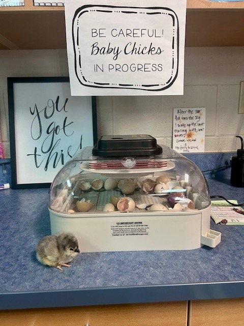 chicks