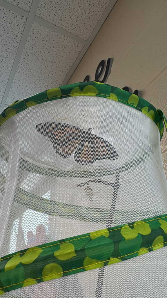 butterfly