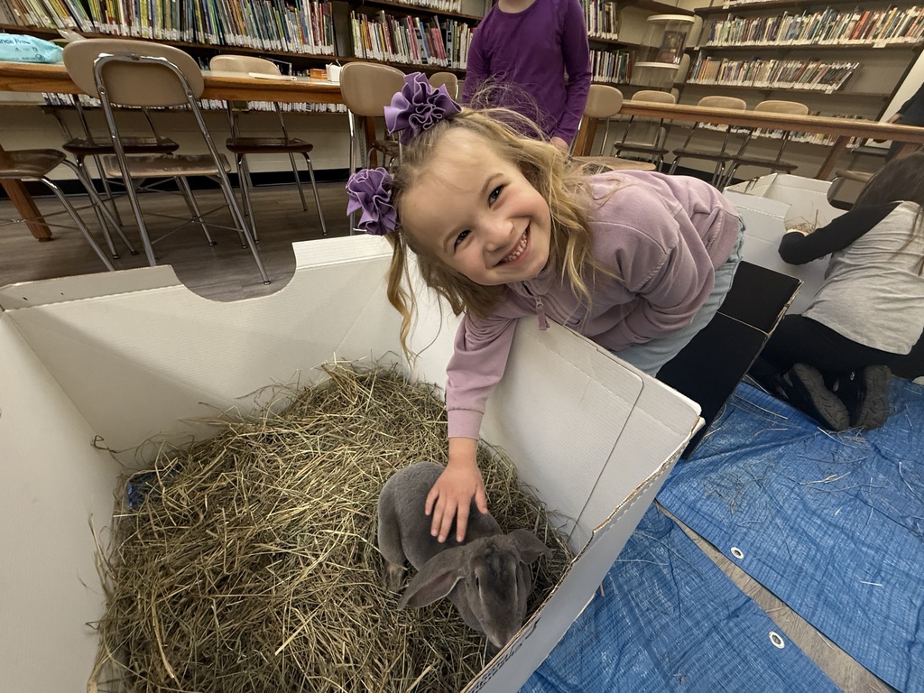 A small, soft bunny with fluffy fur and long ears, gently being held or petted during a classroom visit.