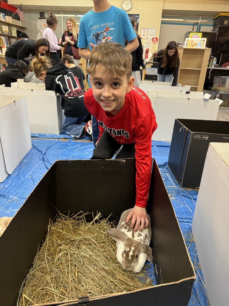 A small, soft bunny with fluffy fur and long ears, gently being held or petted during a classroom visit.