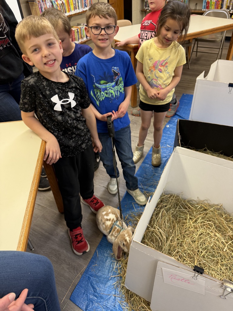 A small, soft bunny with fluffy fur and long ears, gently being held or petted during a classroom visit.