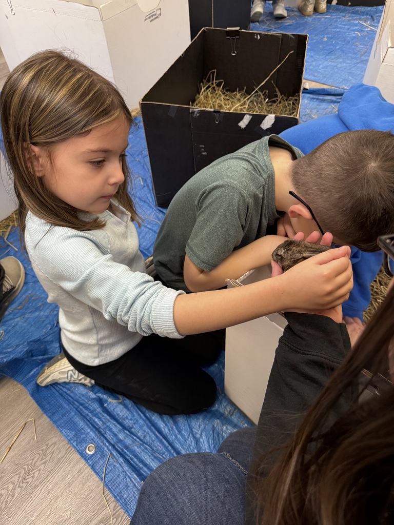 Students at Mathews Elementary interacting with small rabbits, including baby bunnies brought in by a teacher that students helped name.