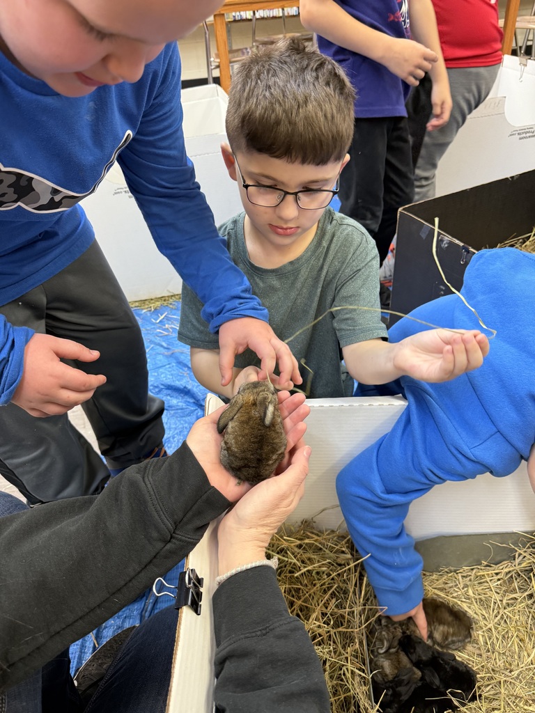 Students at Mathews Elementary interacting with small rabbits, including baby bunnies brought in by a teacher that students helped name.