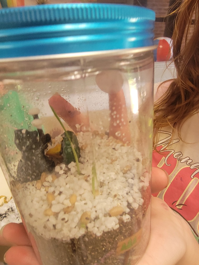 Sprouting Jar