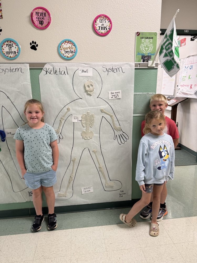 Skeletal system