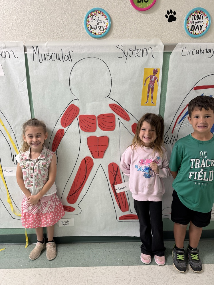 Muscular System