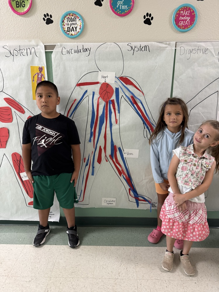 Circulatory System