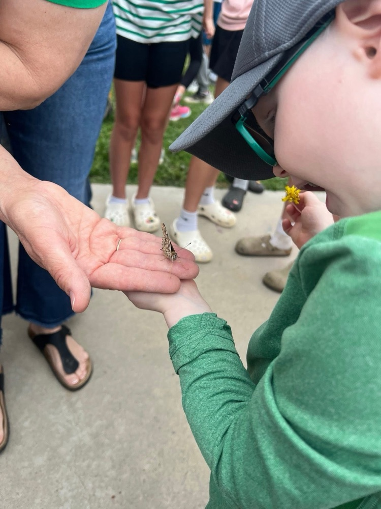 Hudson Isbell inspects a butterfly up close!