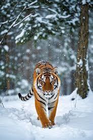Tiger in the Snow