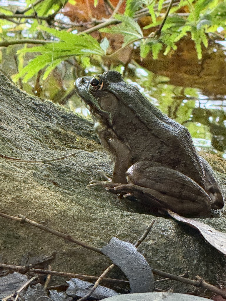 mes