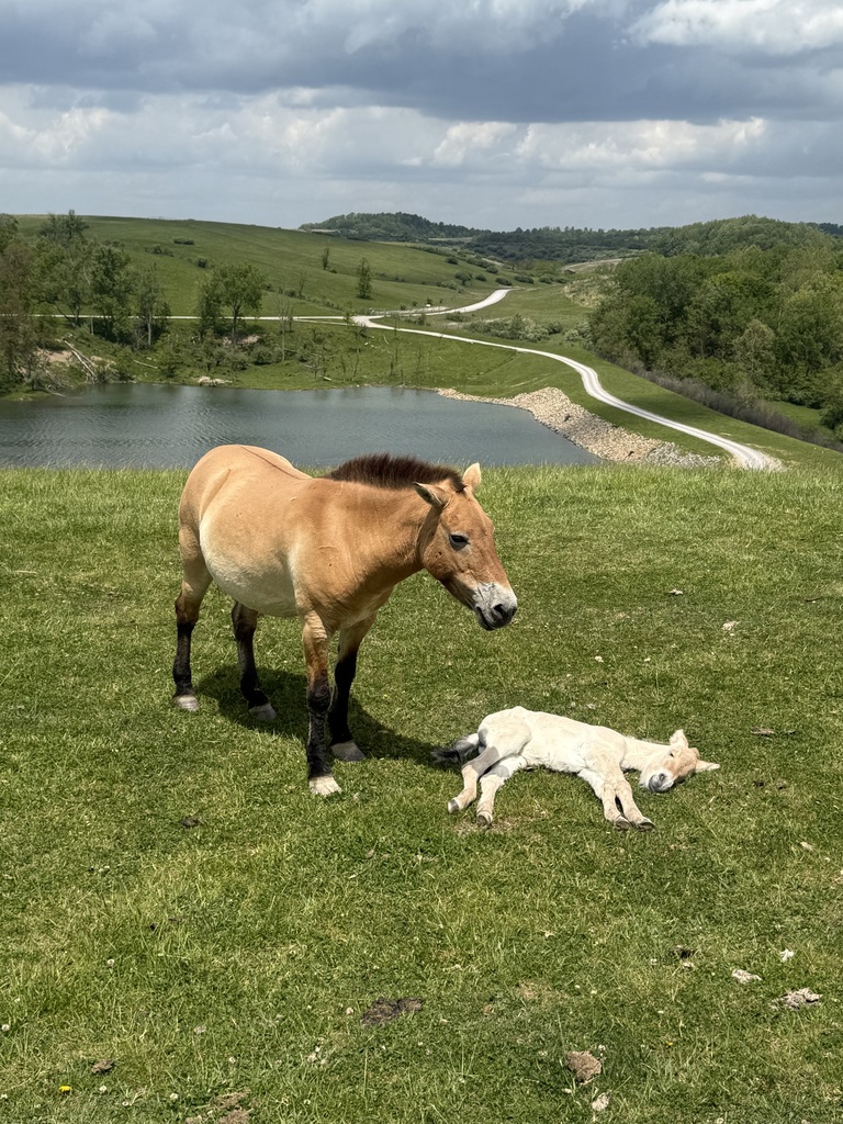mes