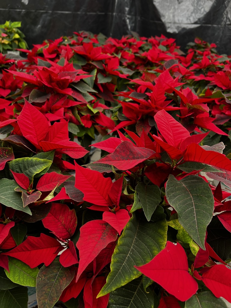 🎄Mayville FFA Poinsettia Sale 2025! 🌺Poinsettias can be ordered via phone, email (jcramer@mayville.k12.wi.us or mrex@mayville.k12.wi.us) or any FFA member! Pick up @MHS Greenhouse Mon-Thurs between 3:20-4:30pm thru December 22, or pick up from the MHS main office vestibule during school hours. #mayvillecardinals #mayvilleschools #cardinalpride