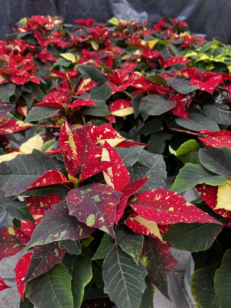 🎄Mayville FFA Poinsettia Sale 2025! 🌺Poinsettias can be ordered via phone, email (jcramer@mayville.k12.wi.us or mrex@mayville.k12.wi.us) or any FFA member! Pick up @MHS Greenhouse Mon-Thurs between 3:20-4:30pm thru December 22, or pick up from the MHS main office vestibule during school hours. #mayvillecardinals #mayvilleschools #cardinalpride