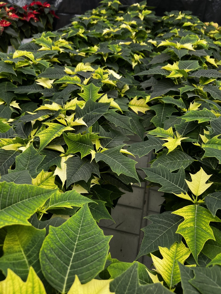 🎄Mayville FFA Poinsettia Sale 2025! 🌺Poinsettias can be ordered via phone, email (jcramer@mayville.k12.wi.us or mrex@mayville.k12.wi.us) or any FFA member! Pick up @MHS Greenhouse Mon-Thurs between 3:20-4:30pm thru December 22, or pick up from the MHS main office vestibule during school hours. #mayvillecardinals #mayvilleschools #cardinalpride