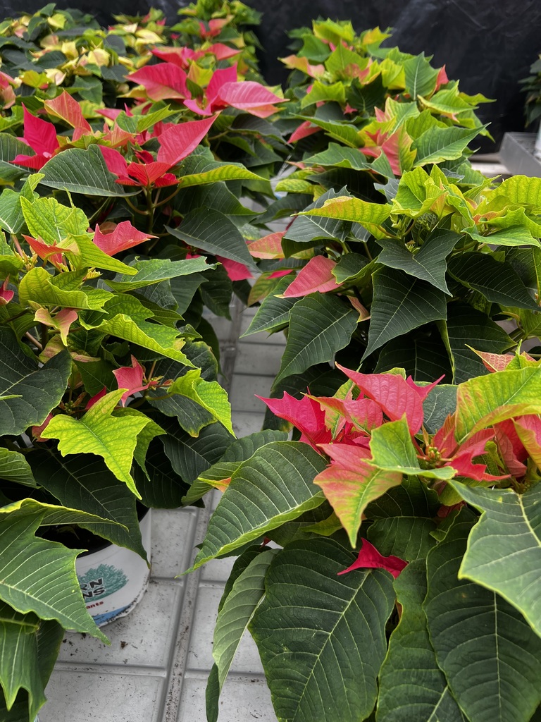 🎄Mayville FFA Poinsettia Sale 2025! 🌺Poinsettias can be ordered via phone, email (jcramer@mayville.k12.wi.us or mrex@mayville.k12.wi.us) or any FFA member! Pick up @MHS Greenhouse Mon-Thurs between 3:20-4:30pm thru December 22, or pick up from the MHS main office vestibule during school hours. #mayvillecardinals #mayvilleschools #cardinalpride
