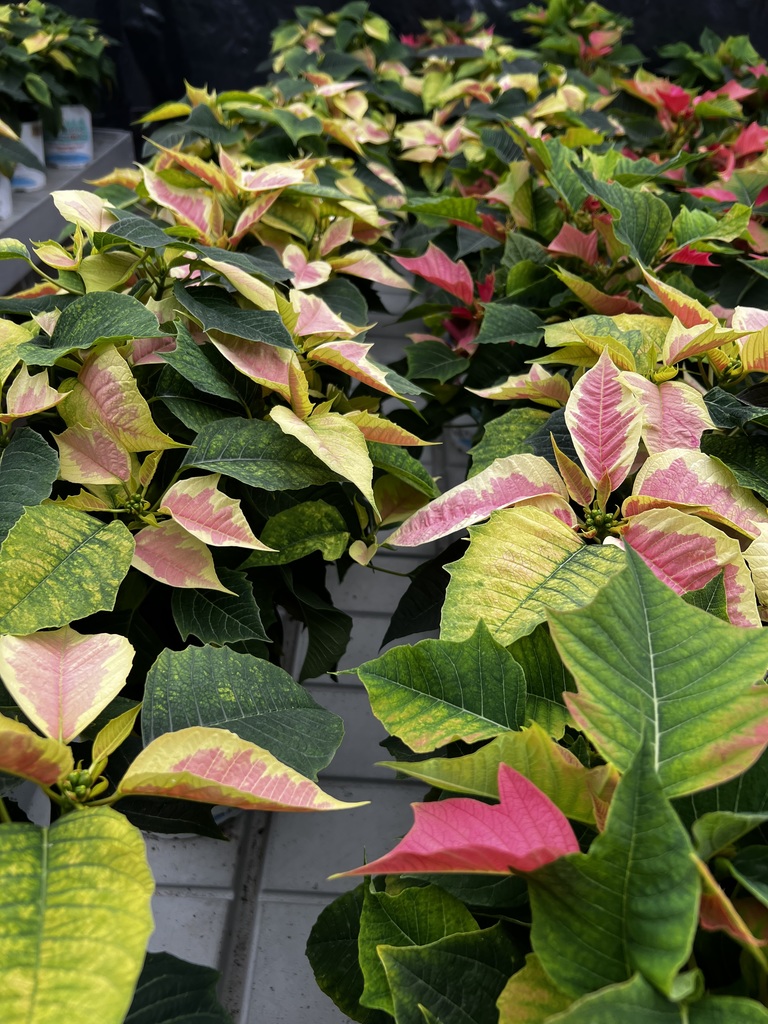 🎄Mayville FFA Poinsettia Sale 2025! 🌺Poinsettias can be ordered via phone, email (jcramer@mayville.k12.wi.us or mrex@mayville.k12.wi.us) or any FFA member! Pick up @MHS Greenhouse Mon-Thurs between 3:20-4:30pm thru December 22, or pick up from the MHS main office vestibule during school hours. #mayvillecardinals #mayvilleschools #cardinalpride