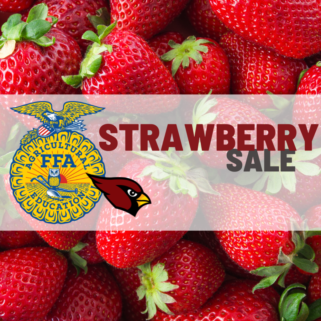 🍓🍓🍓Support Mayville FFA’s Journey to Belize by purchasing fresh Florida strawberries!!🍓🍓🍓 It’s time to beat the winter blues with a taste of Florida sunshine! The 2026 Mayville FFA Annual Strawberry Sale has officially begun. Order now through February 20th by contacting an FFA Member or email Mr. Cramer at jcramer@mayville.k12.wi.us or Ms. Rex at mrex@mayville.k12.wi.us with your name, phone number, and the number of flats/half-flats you would like. You can also call Mr. Cramer (920.387.7960 x 4423) or Ms. Rex (920.387.7960 x 4101). Thanks for your support! #mayvillecardinals #mayvilleschools #cardinalpride