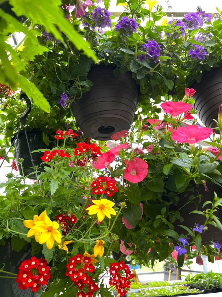 FFA plants in greenhouse