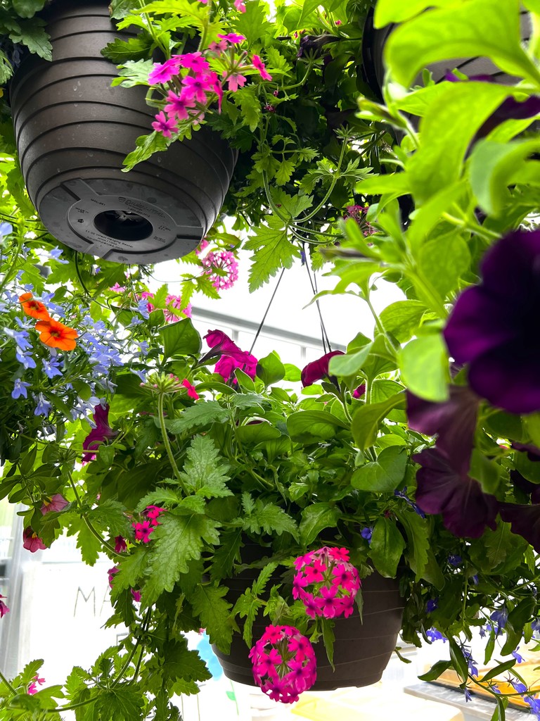 FFA plants in greenhouse