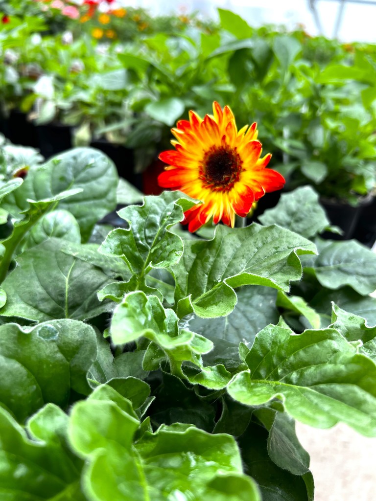 FFA plants in greenhouse