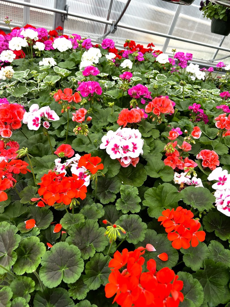 FFA plants in greenhouse