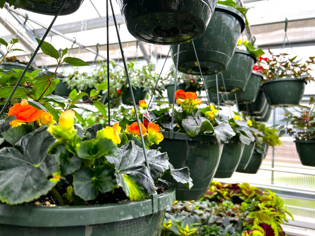 FFA plants in the greenhouse