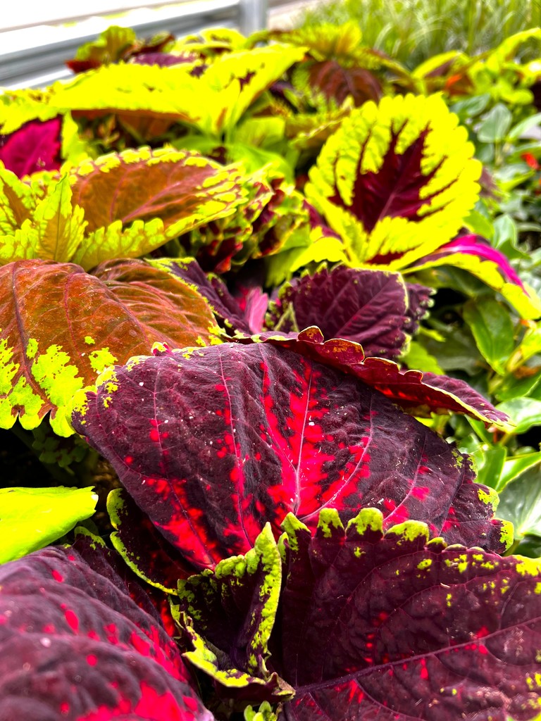 FFA plants in the greenhouse