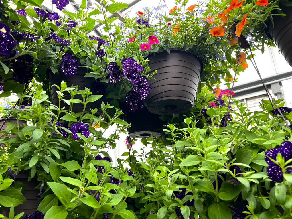 FFA plants in the greenhouse