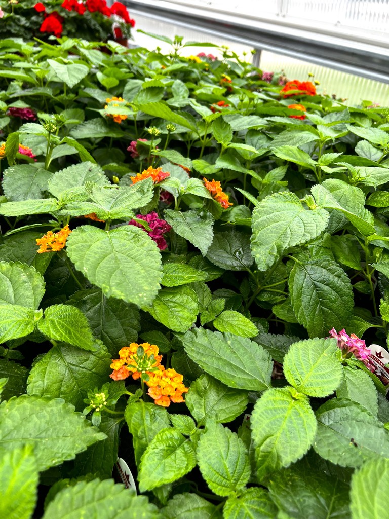 FFA plants in greenhouse