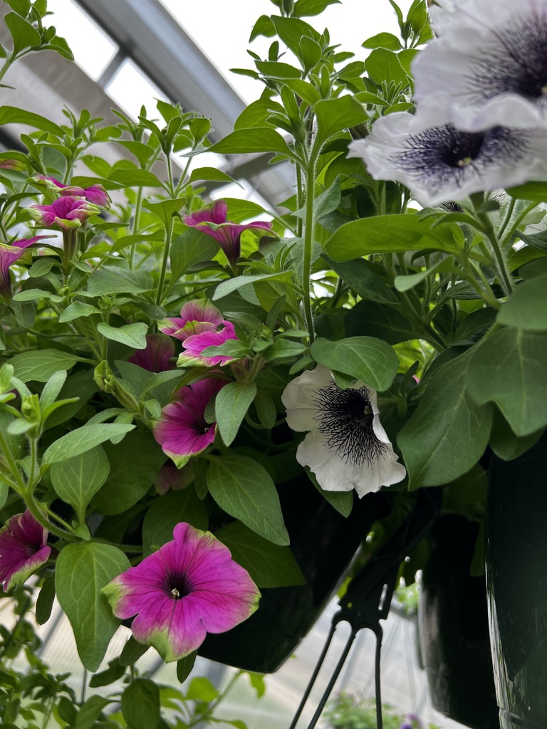 FFA plants in greenhouse