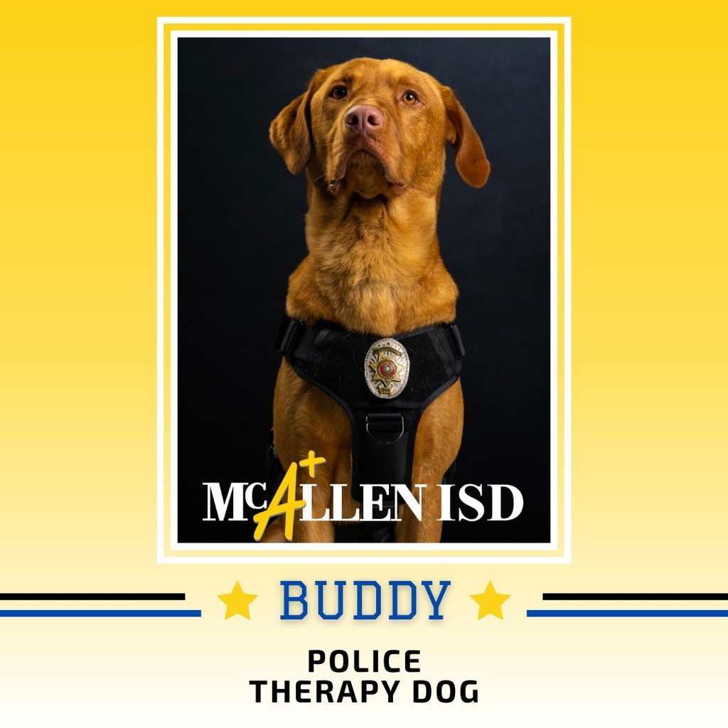 Professional picture of Buddy.