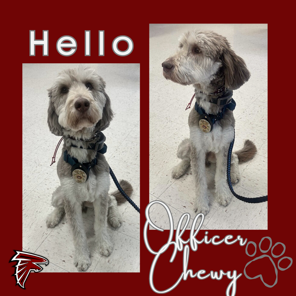 A fluffy gray-and-white therapy dog named Chewy sits calmly on a school hallway floor, wearing a harness and badge, looking up attentively while on a leash.