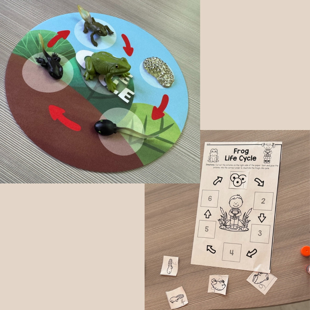 Life cycle of a frog illustration