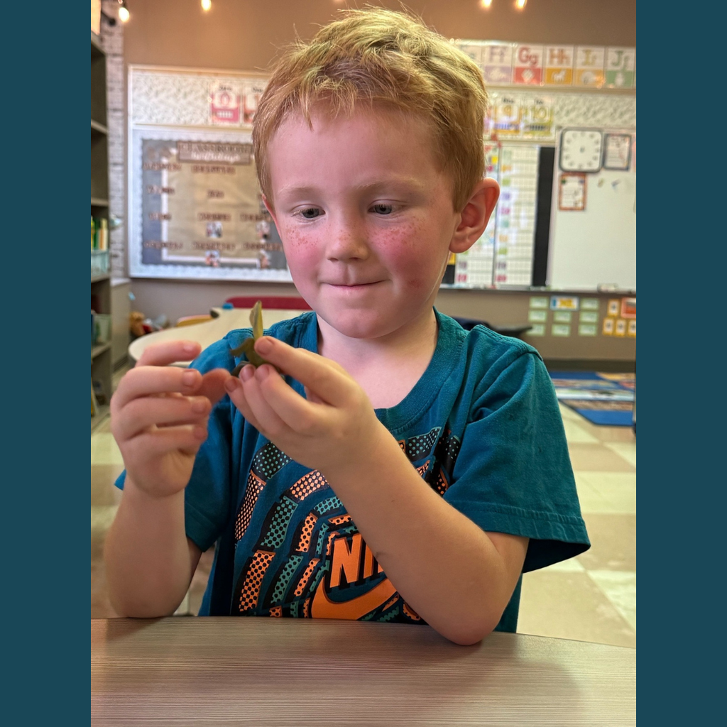 Kindergarten student learning about the life cycle of a frog