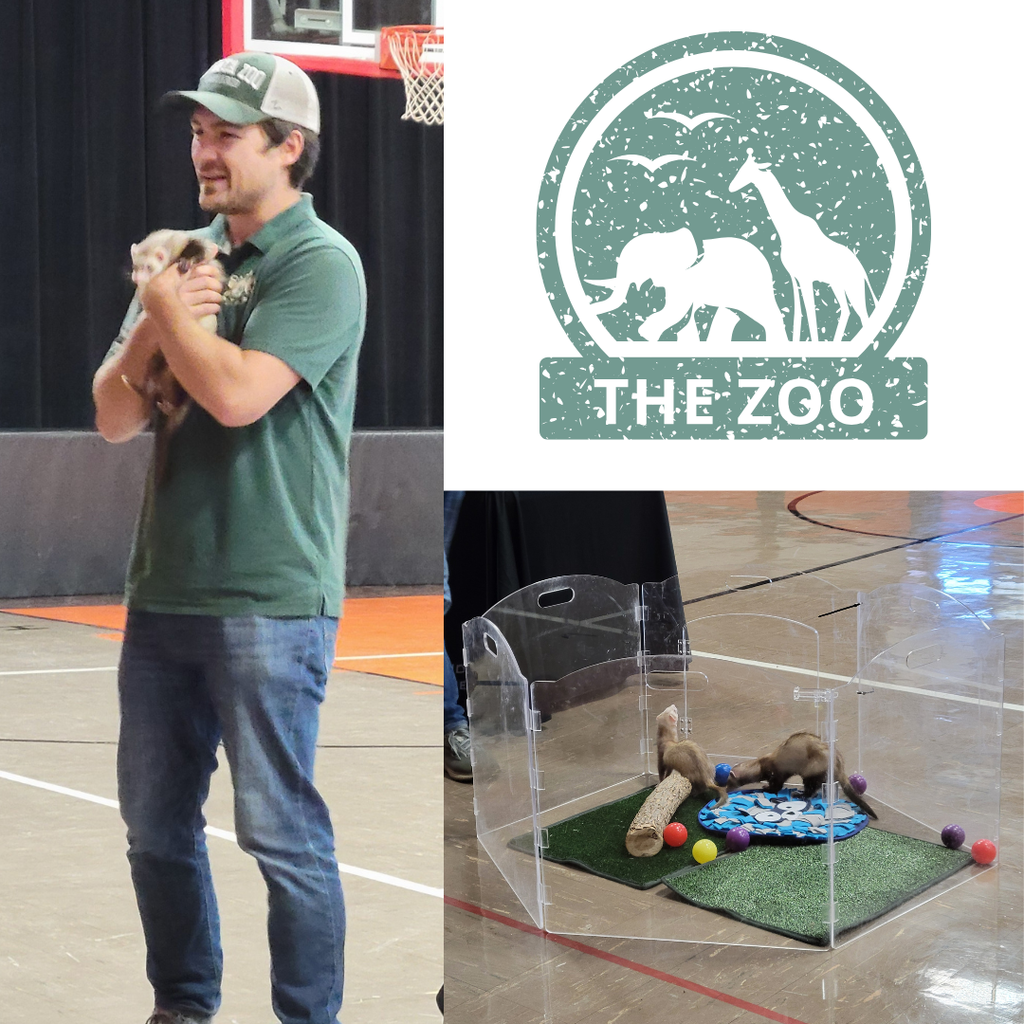 A man holding a ferret. To the side, two ferret playing in a clear plastic enclosure.