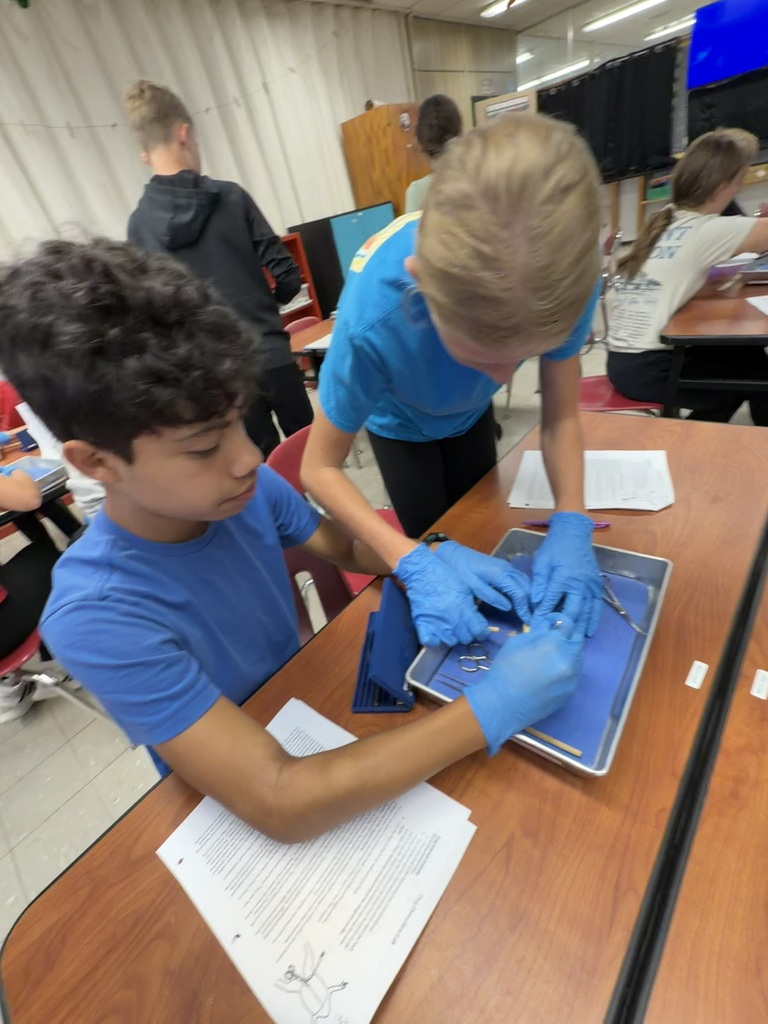 Frog Dissection 