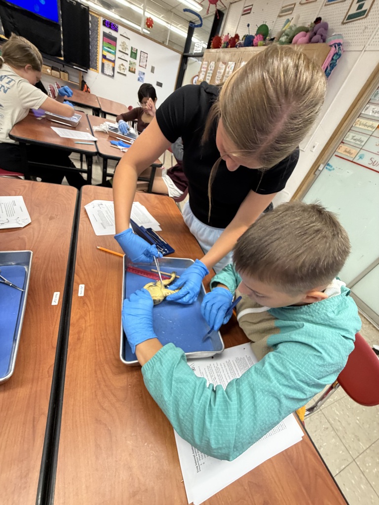 Frog Dissection 