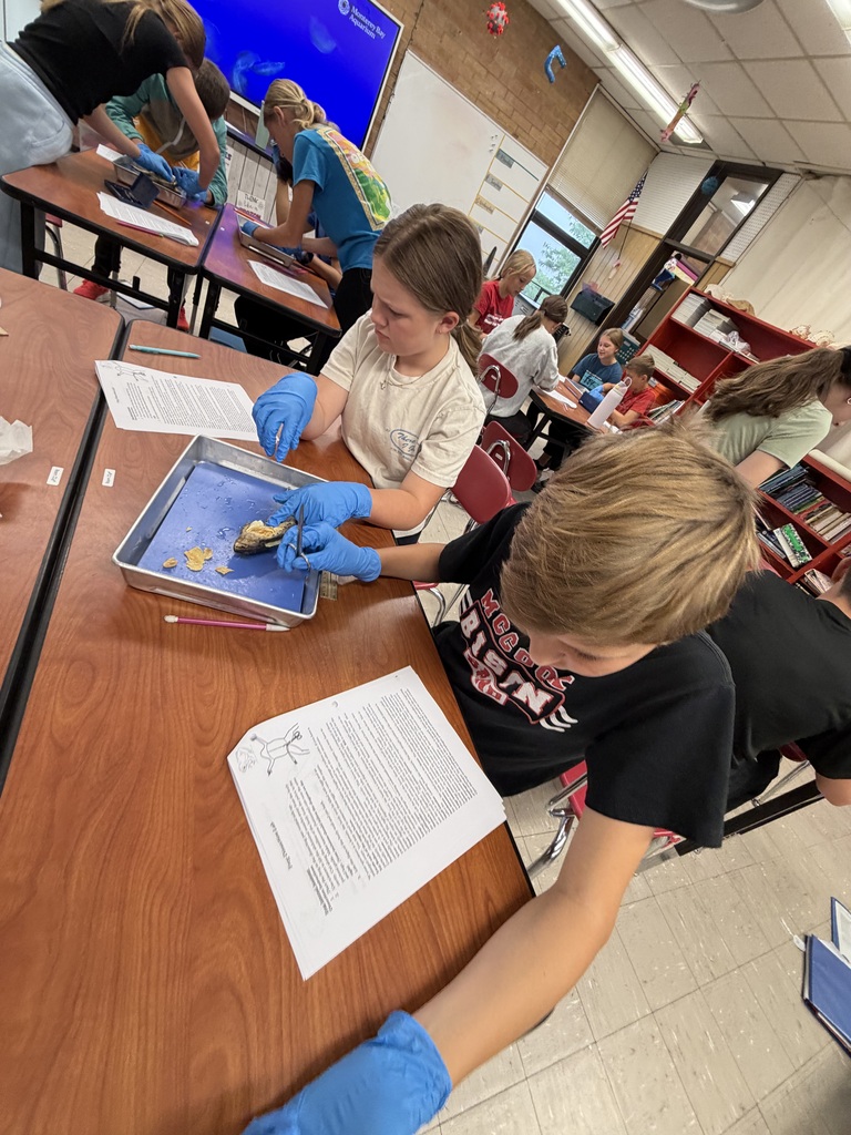 Frog Dissection 
