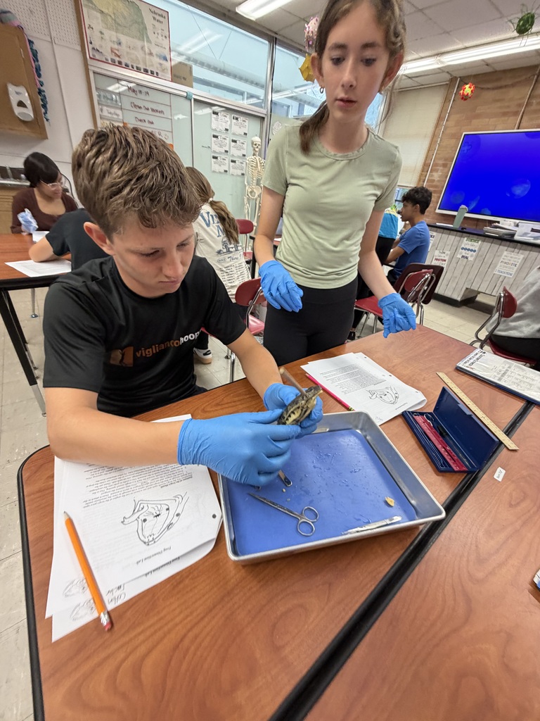 Frog Dissection 