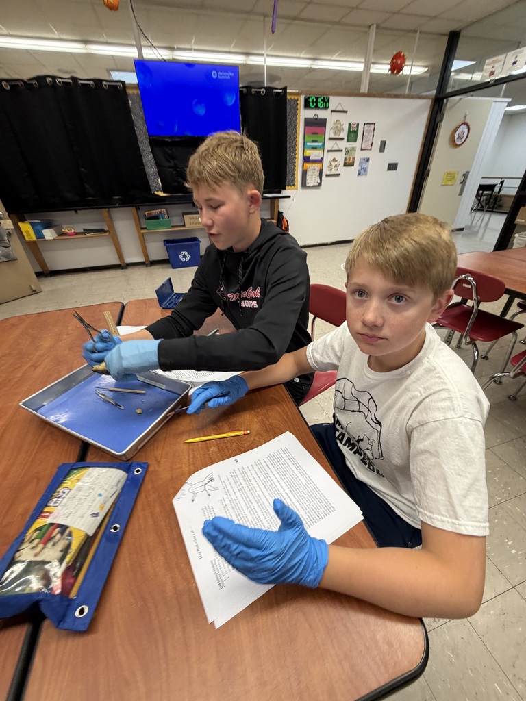 Frog Dissection 