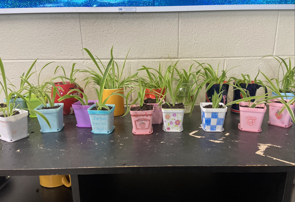 Mrs. Harner’s HERD class is growing more than just knowledge! 🌱 Students successfully transplanted spider plants they’ve been propagating over the past two weeks—hands-on learning in action!