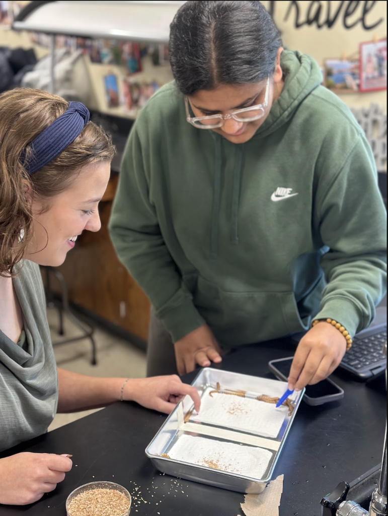 Mrs. Atnip’s AP Biology students took learning beyond the textbook with a hands-on lab using mealworms! Mealworm labs give students the opportunity to explore important biological concepts like animal behavior, responses to environmental stimuli, cellular respiration, and energy dynamics while making observations, collecting data, and thinking like scientists. At MCHS, some of the best learning happens when students can see it, test it, and experience it for themselves!