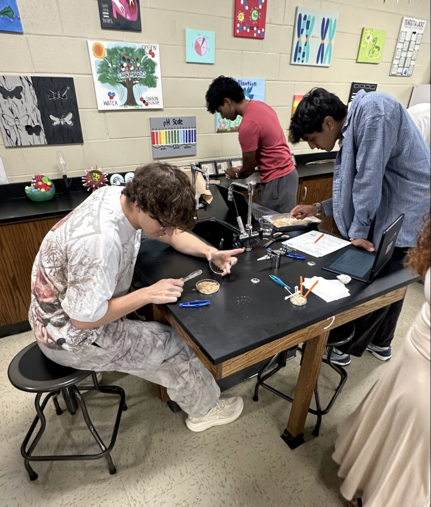 Mrs. Atnip’s AP Biology students took learning beyond the textbook with a hands-on lab using mealworms! Mealworm labs give students the opportunity to explore important biological concepts like animal behavior, responses to environmental stimuli, cellular respiration, and energy dynamics while making observations, collecting data, and thinking like scientists. At MCHS, some of the best learning happens when students can see it, test it, and experience it for themselves!